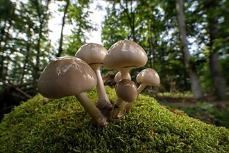Porcelain fungus,