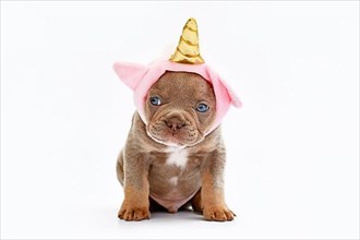 French Bulldog dog puppy with cute pink unicorn hat with golden horn,
