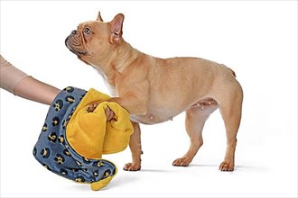 Cleaning paws of French Bulldog dog with towel cloth on white background,
