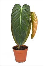 Tropical 'Philodendron Melanochrysum' houseplant with large leaves in flower pot on white background,