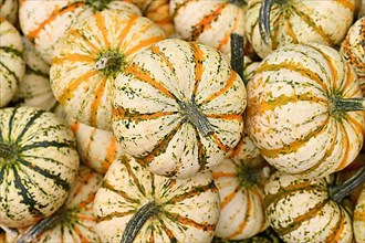 Many Carnival squashes with yellow and green stripes on pumpkin pile,