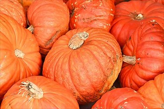 Large orange 'Rouge vif d'Etampes' Halloween pumpkins,