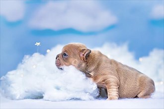French Bulldog puppy looking at star between fluffy clouds and stars,