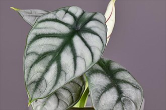 Leaf of exotic 'Alocasia Baginda Silver Dragon' houseplant,