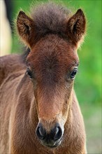 Young Icelandic horse,
