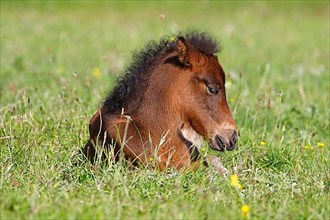 Young Icelandic horse,