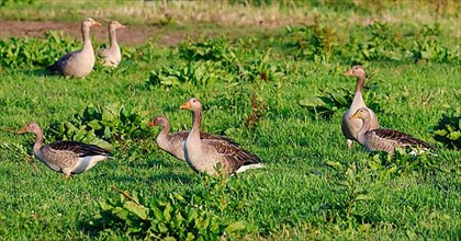 Greylag geese,