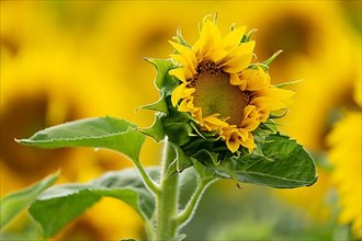 Sunflowers,