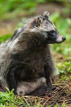Raccoon dog,