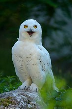 Snowy owl,