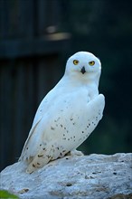 Snowy owl,