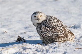 Snowy Owl,