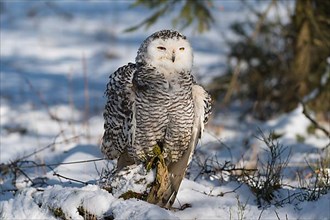Snowy Owl,