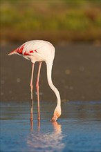 European Flamingo,