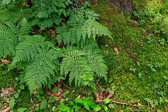 Forest lady fern,