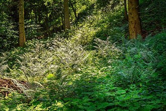 Incidence of light in the forest with forest lady fern,