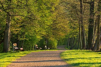 Footpath with benches in spring,