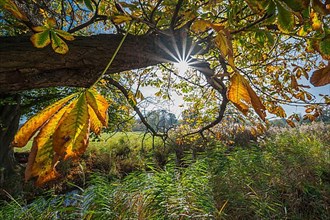 Chestnut tree with sun in autumn, Nature Reserve
