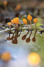 Marsh crested mushroom,