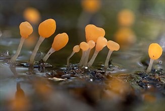 Marsh crested mushroom,