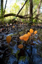 Marsh cap mushroom,