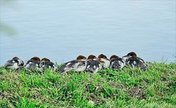 Common merganser,