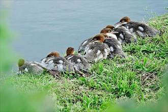 Common merganser,