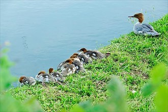 Common merganser,