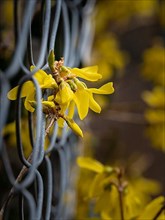 Detail shot of a forsythia through fence in spring, Black Forest