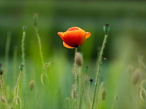 Detail photograph of a poppy flower in a meadow in the Black Forest, Germany
