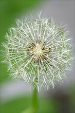 Detail photograph of a puff flower in the Black Forest, Germany
