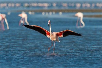 European Flamingo,