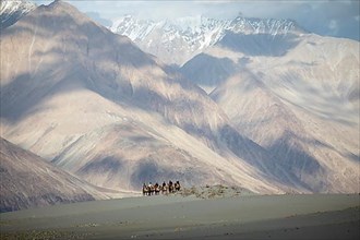 Riders on Bactrian camels in the Nubra Sand Dunes, Leh District