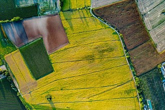 Aerial View of corn field, vineyard