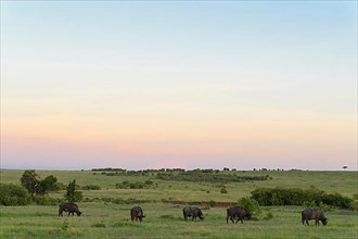 Masai Mara savannah with Cape Buffalo,