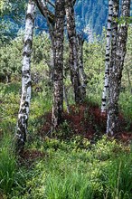 Birches in the Puergschachen Moor, Ardning