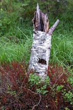 Birch in the Puergschachen Moor, Ardning