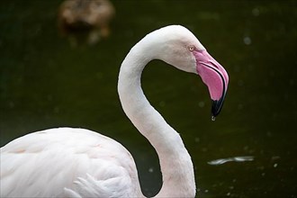 Pink greater flamingo,