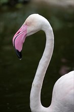 Pink greater flamingo,