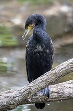 Great cormorant,