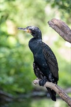 Great cormorant,