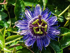 Violet Flower of Passion flowers, Passion vines