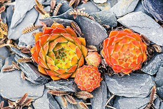 Mountain Houseleek,