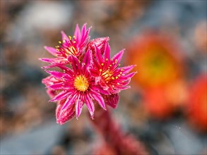 Mountain Houseleek,