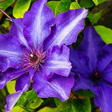 Purple Clematis Flower, Devon
