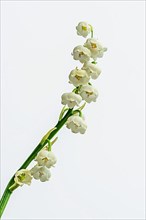 Lily of the Valley,