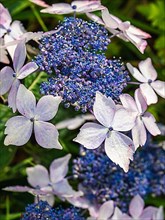 Hydrangea Serrata Bluebird, Hortensia garden flowers