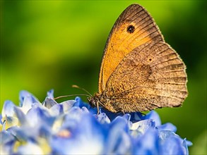 Meadow Brown,