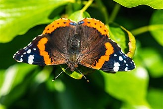 Red Admiral,