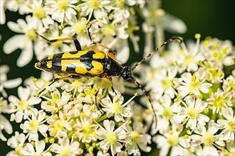 Spotted Longhorn,